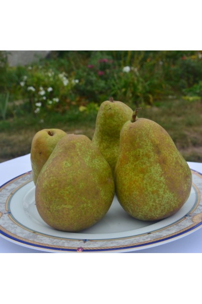 Груша Легенда Карпат на гілці – дозрівання наприкінці вересня